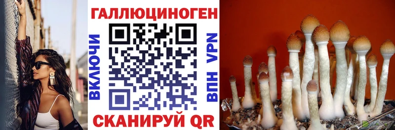 Псилоцибиновые грибы GOLDEN TEACHER  купить закладку  Ставрополь 